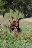 DOBERMANN 033